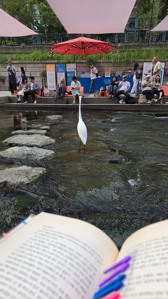 Seoul outdoor library reading chairs along Cheonggyecheon stream